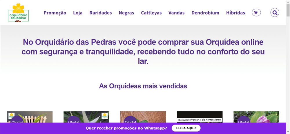 A loja Orquidário das Pedras é confável? ✔️ Tudo sobre a Loja Orquidário das Pedras!